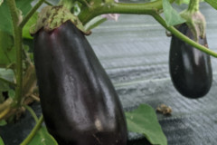 7_26-Kens-eggplant-1-1