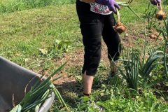 7_31-Common-Ground-Farm-Jeannie-with-onion-harvest-scaled