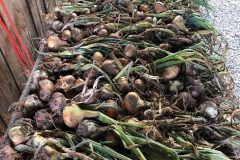 7_31-Common-Ground-Farm-Onion-Harvest-scaled