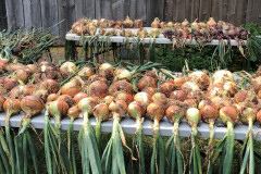 7_31-Common-Ground-Farm-Onions-scaled-2