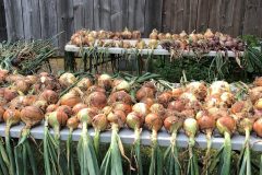 7_31-Common-Ground-Farm-Onions-scaled
