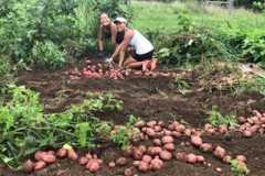 Girls-harvesting-potatoes_50459393-1-2-1
